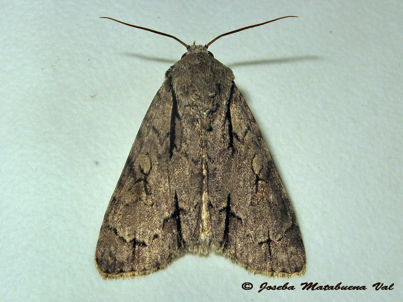 Acronicta tridens? Acronicta sp., Noctuidae